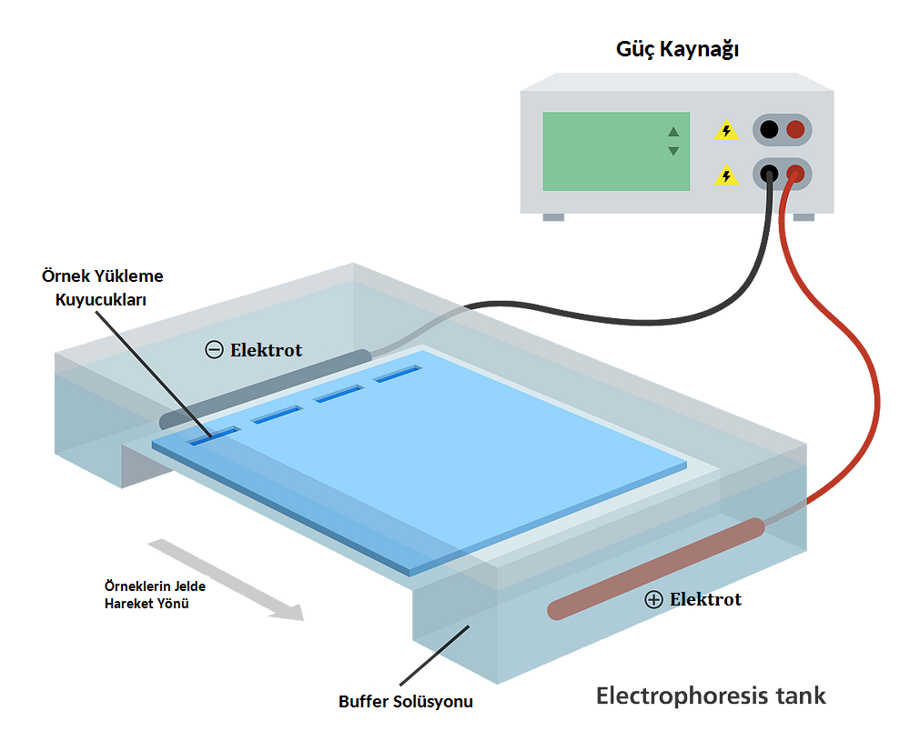 Yatay Elektroforez Tankı çalışma Mekanizması 